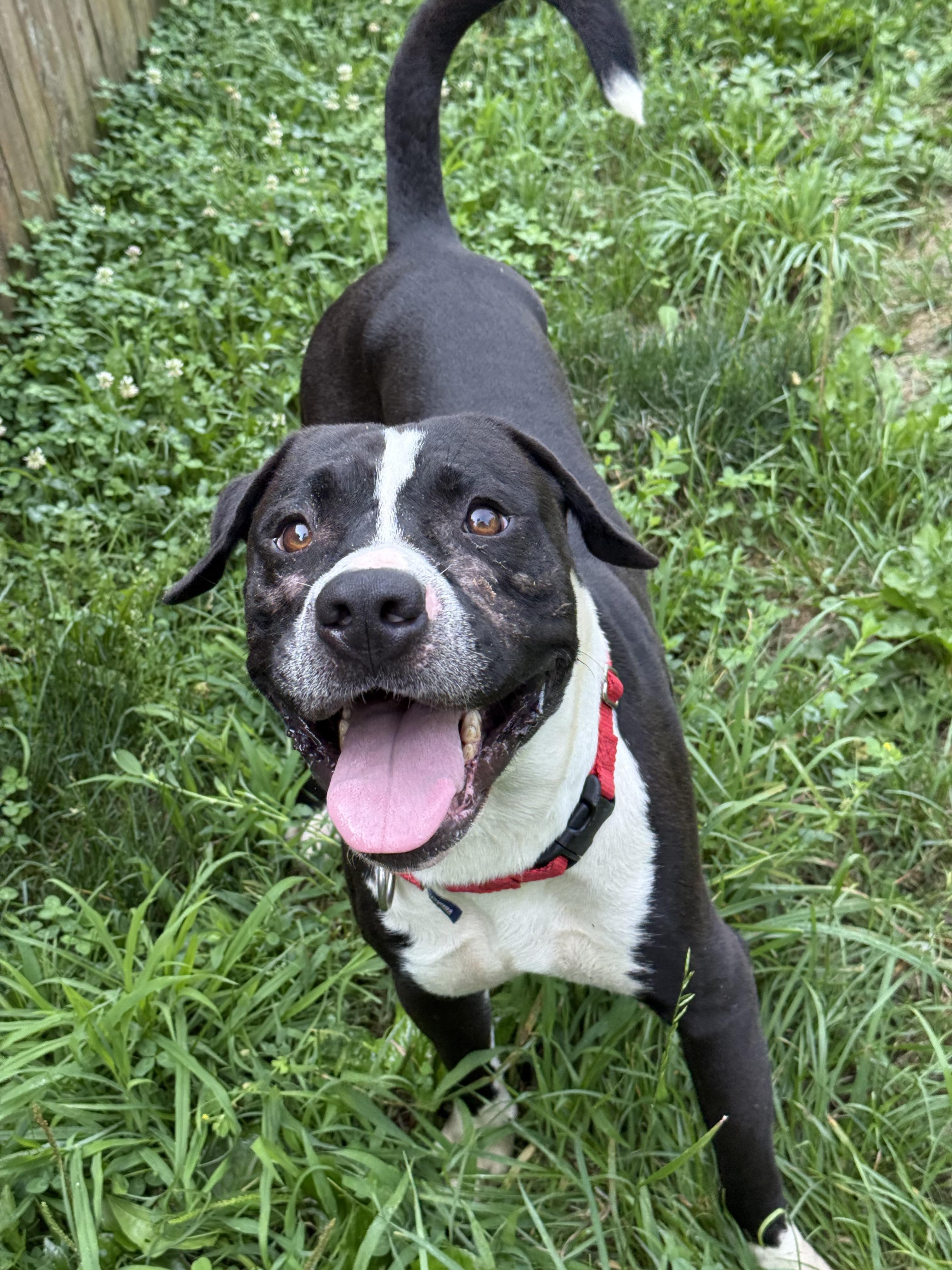 Enlarge Renzo, a Adoptable mixed breed in Stahlstown, PA image 2/2