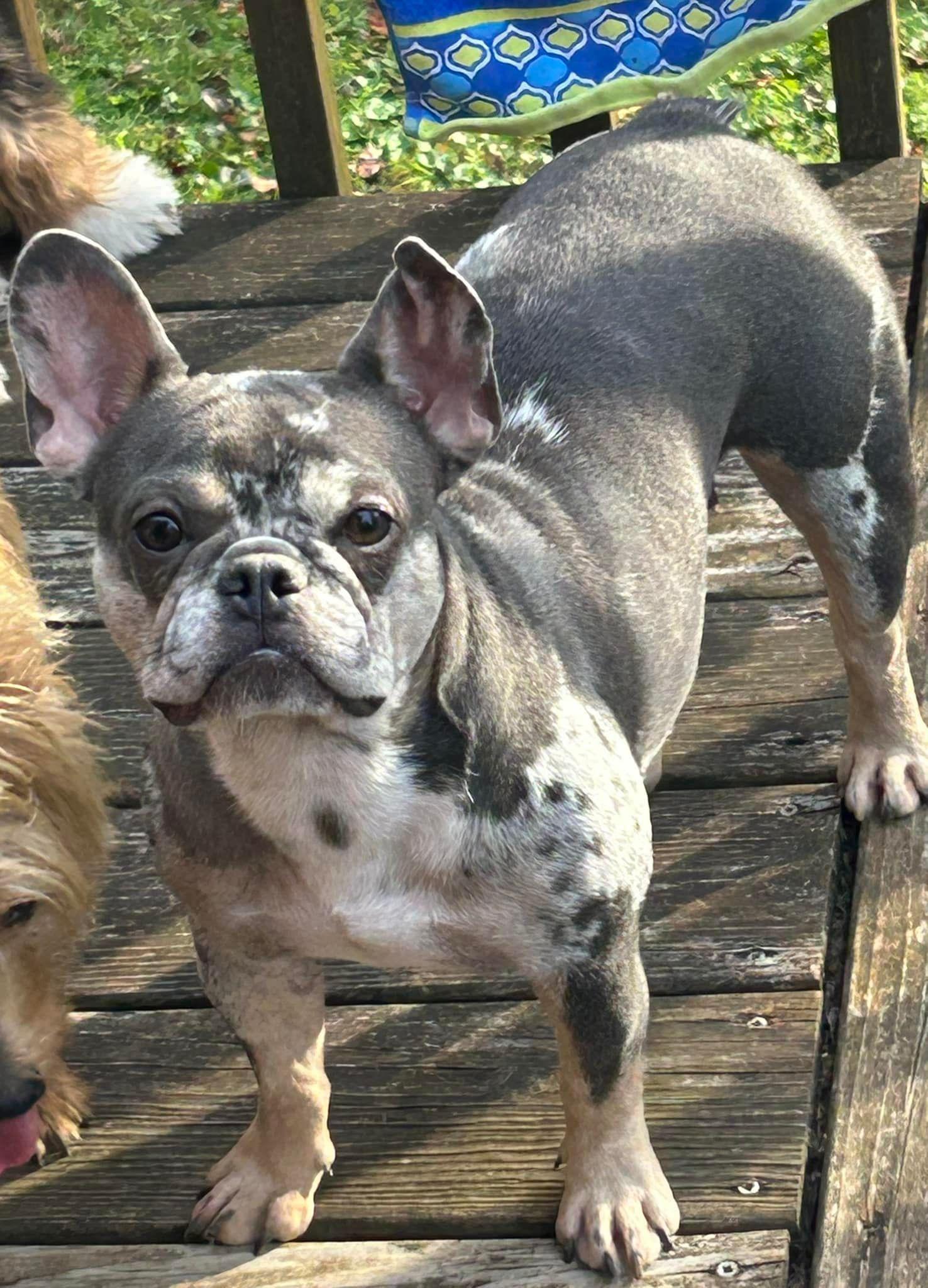 Jersey, Adopted, Adult Female French Bulldog.