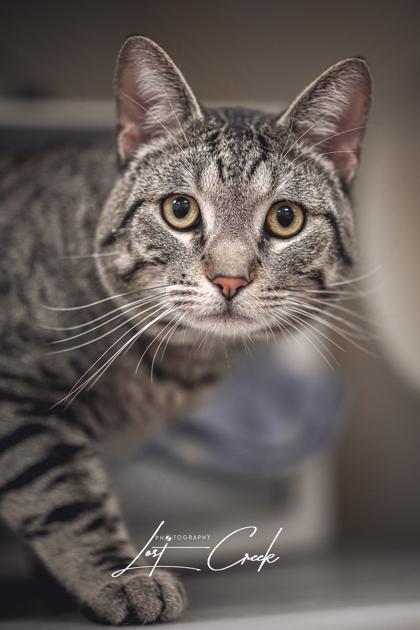 Dexter, Adoptable, Adult Male Domestic Short Hair & Domestic Short Hair.