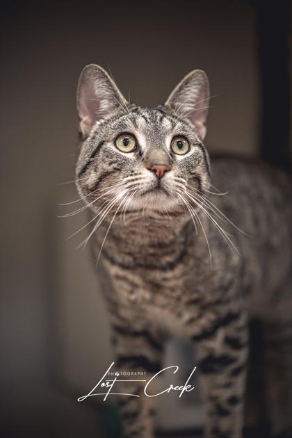 Enlarge Dexter, a Adoptable mixed breed in Kalispell, MT image 2/3