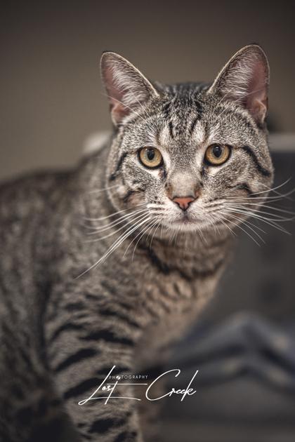 Enlarge Dexter, a Adoptable mixed breed in Kalispell, MT image 3/3