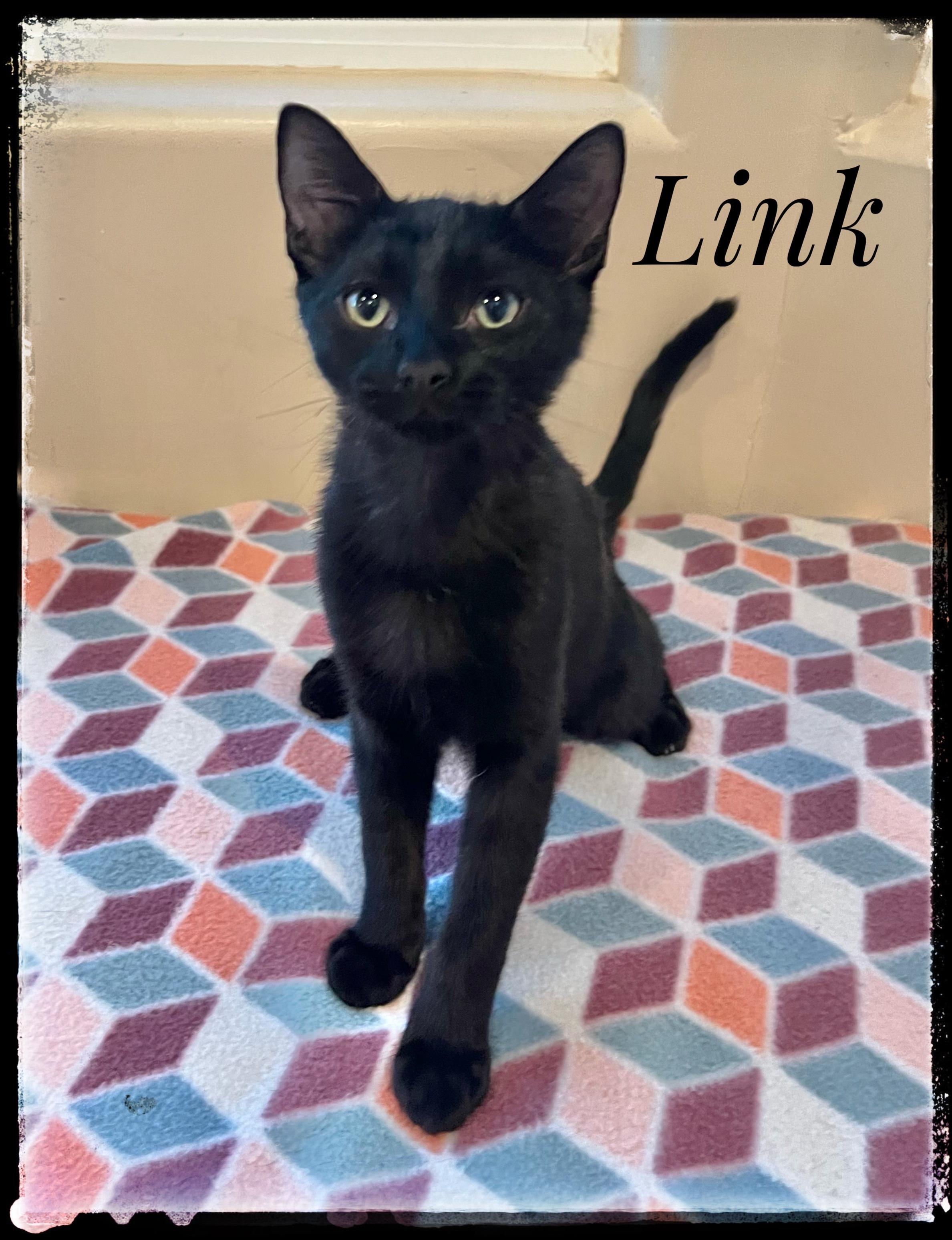 Link, adopted, Young Male Domestic Short Hair.