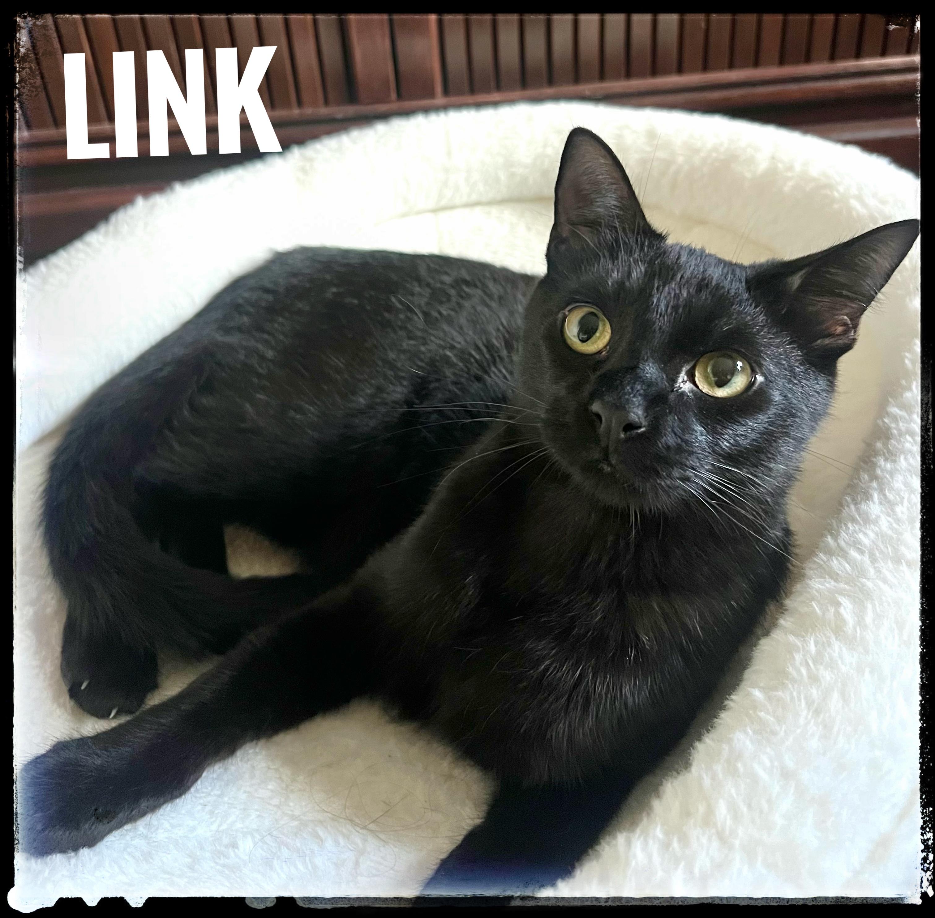 Enlarge Link, an adopted Domestic Short Hair in El Cajon, CA image 2/2