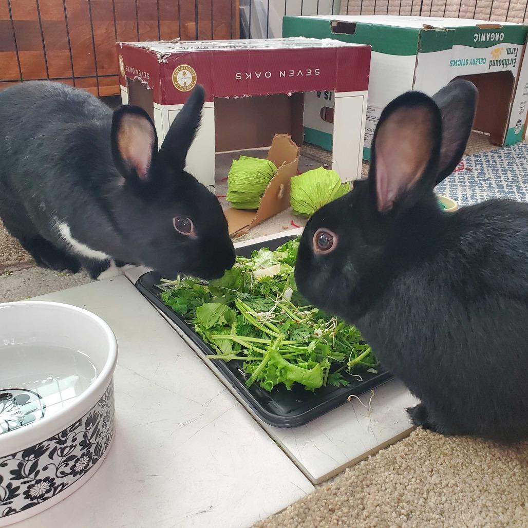 Onyx (bonded with Ink), Adoptable, Young Male Dutch & Bunny Rabbit.