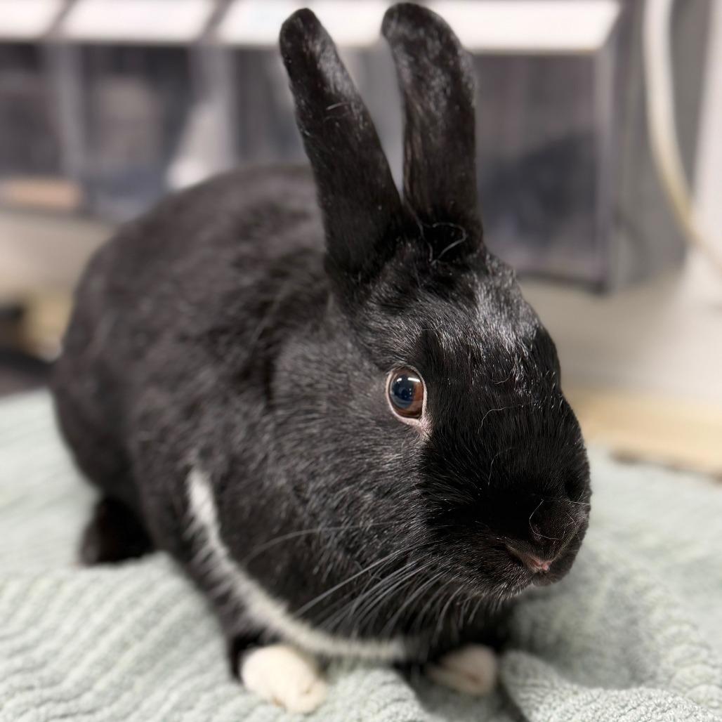 Enlarge Onyx (bonded with Ink), a Adoptable mixed breed in San Diego, CA image 3/3