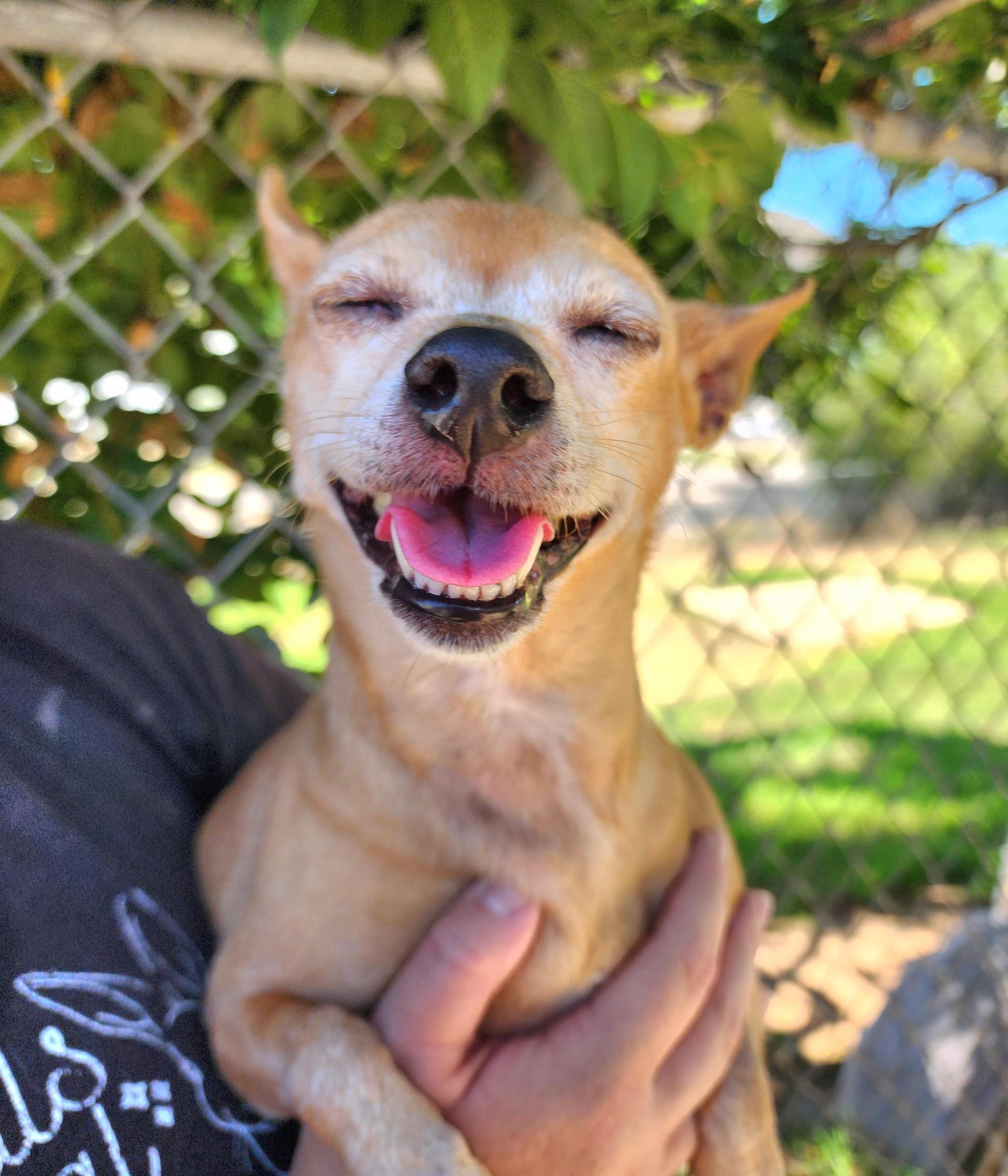 Enlarge Honey, a ADOPTABLE mixed breed in El Cajon, CA image 3/4