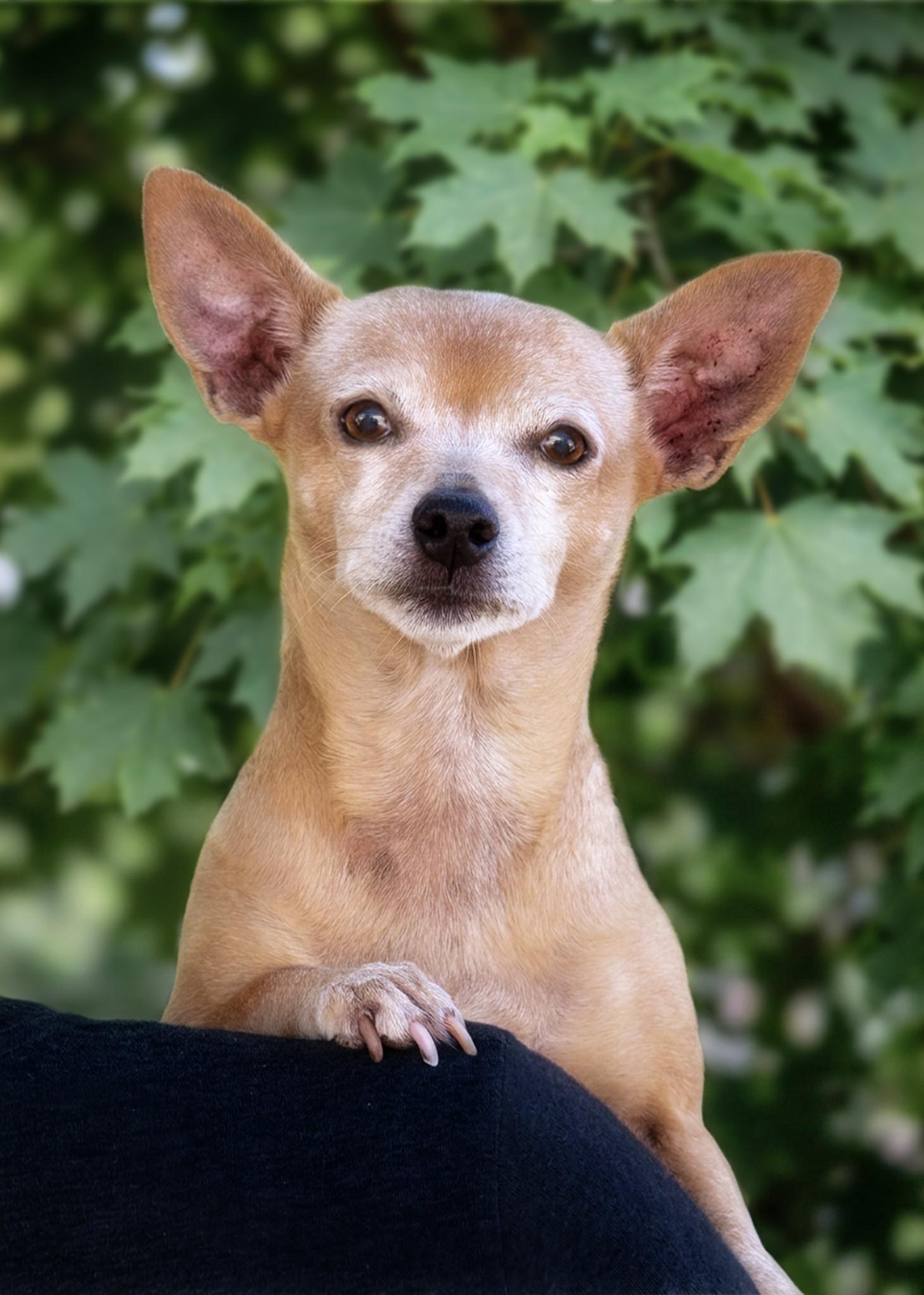 Honey, ADOPTABLE, Senior Female Chihuahua.
