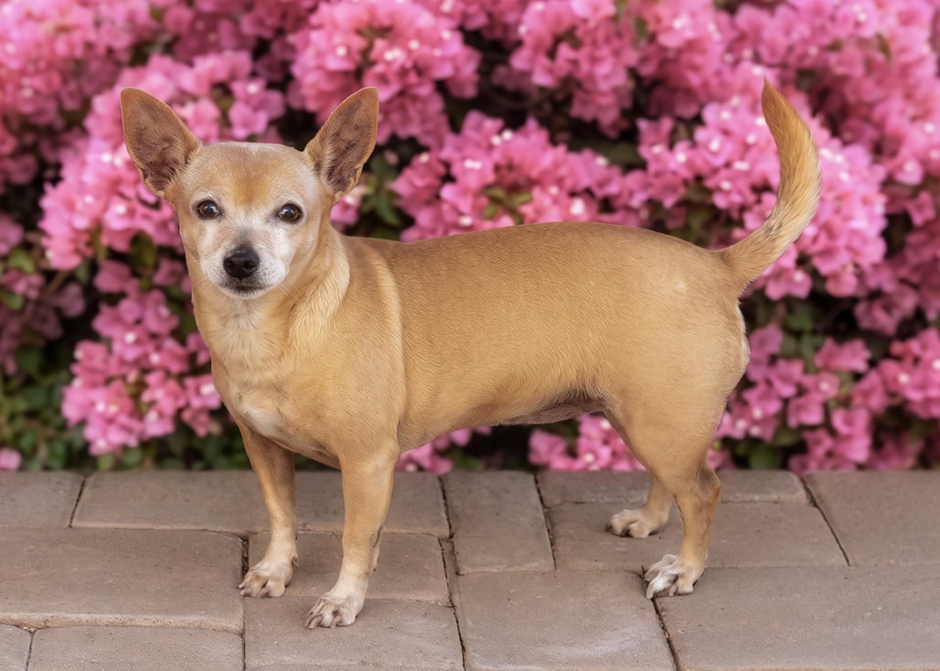 Enlarge Honey, a ADOPTABLE mixed breed in El Cajon, CA image 2/4