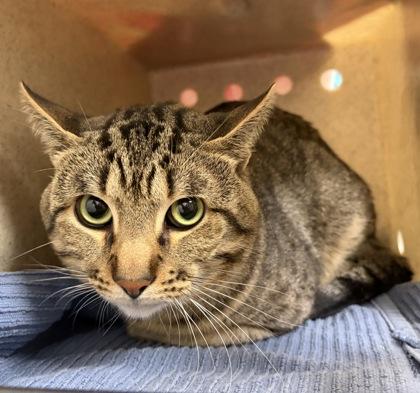 Enlarge Sushi (& Omalie) - working cats!, a Adoptable mixed breed in Fairfax, VA image 1/1