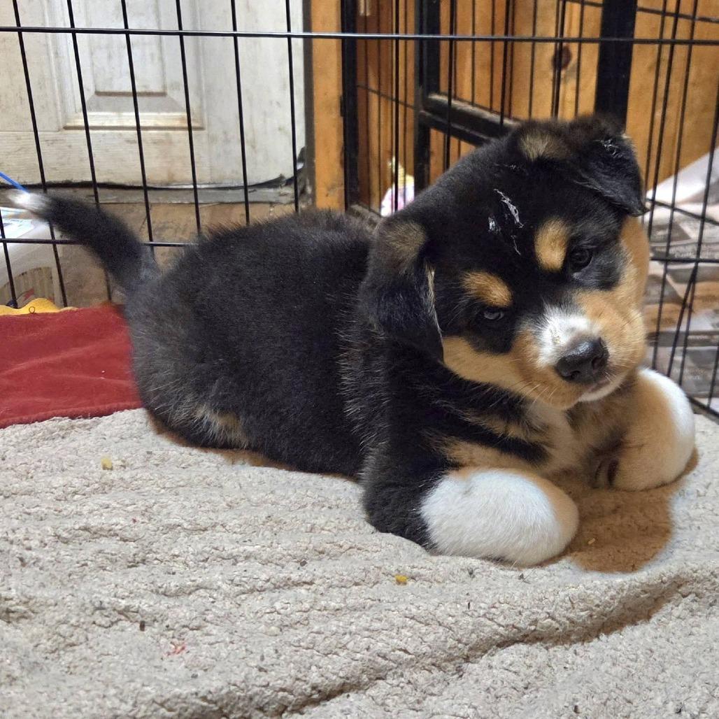 Enlarge Little Gizmo(Luna's), a Adoptable mixed breed in Kittanning, PA image 1/4
