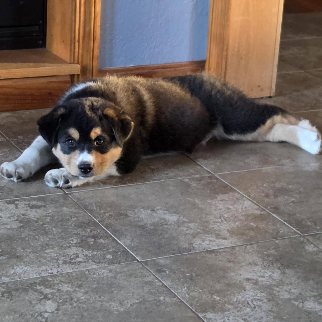 Enlarge Little Gizmo(Luna's), a Adoptable mixed breed in Kittanning, PA image 2/4