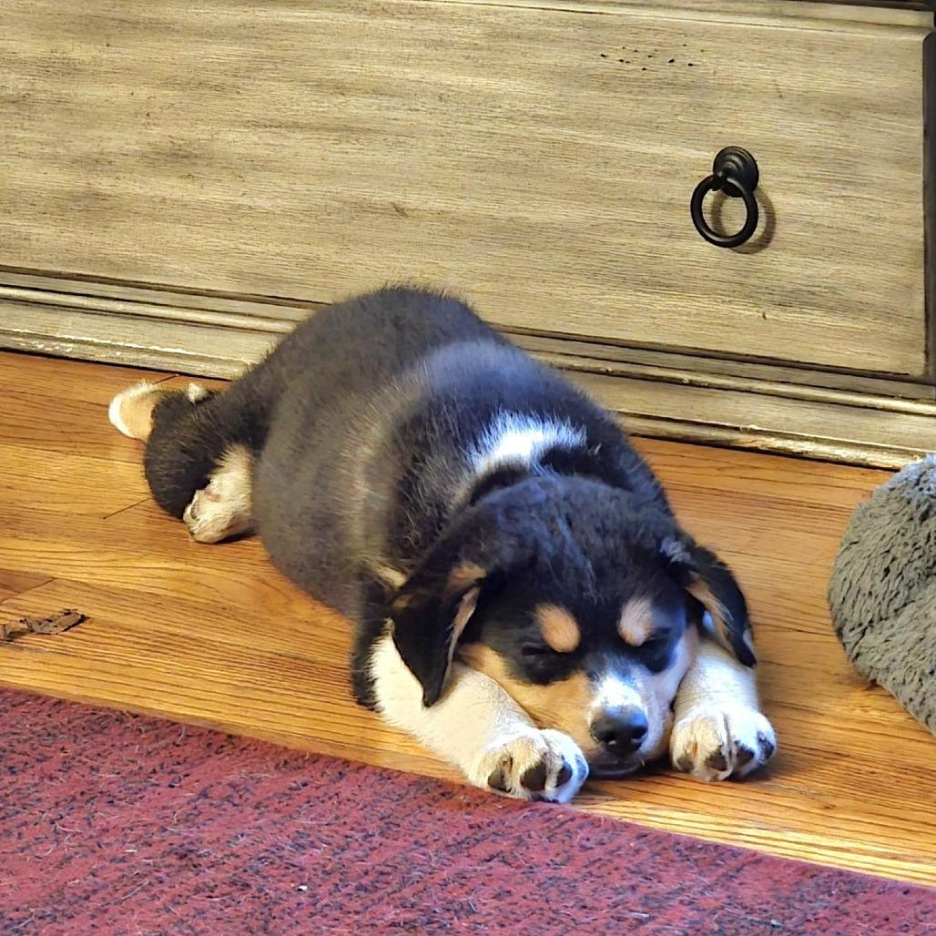 Enlarge Little Gizmo(Luna's), a Adoptable mixed breed in Kittanning, PA image 3/4