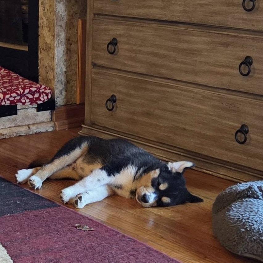 Enlarge Little Gizmo(Luna's), a Adoptable mixed breed in Kittanning, PA image 4/4
