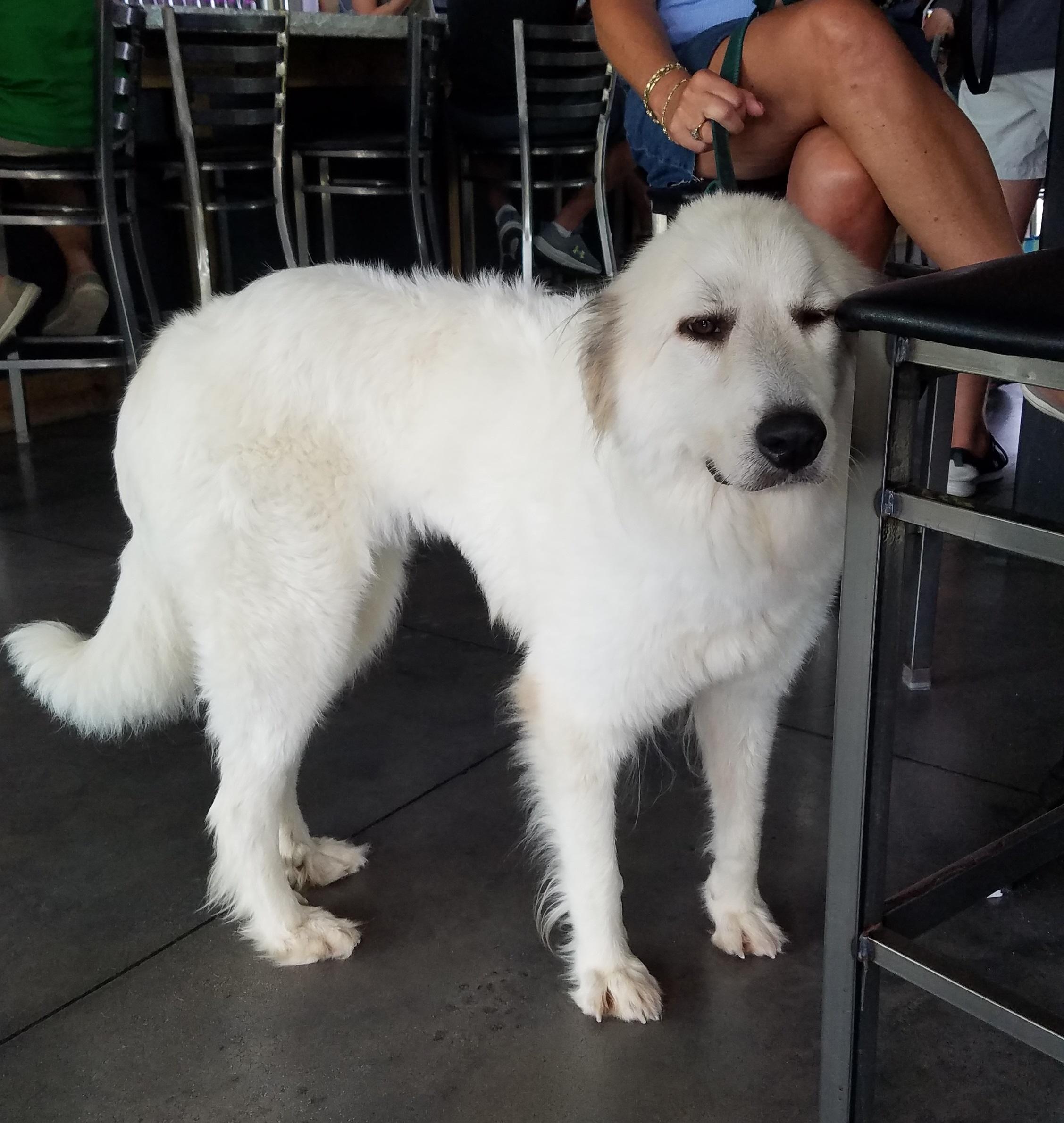 Enlarge Dakota, a Adoptable Great Pyrenees in Wilmington, NC image 3/3