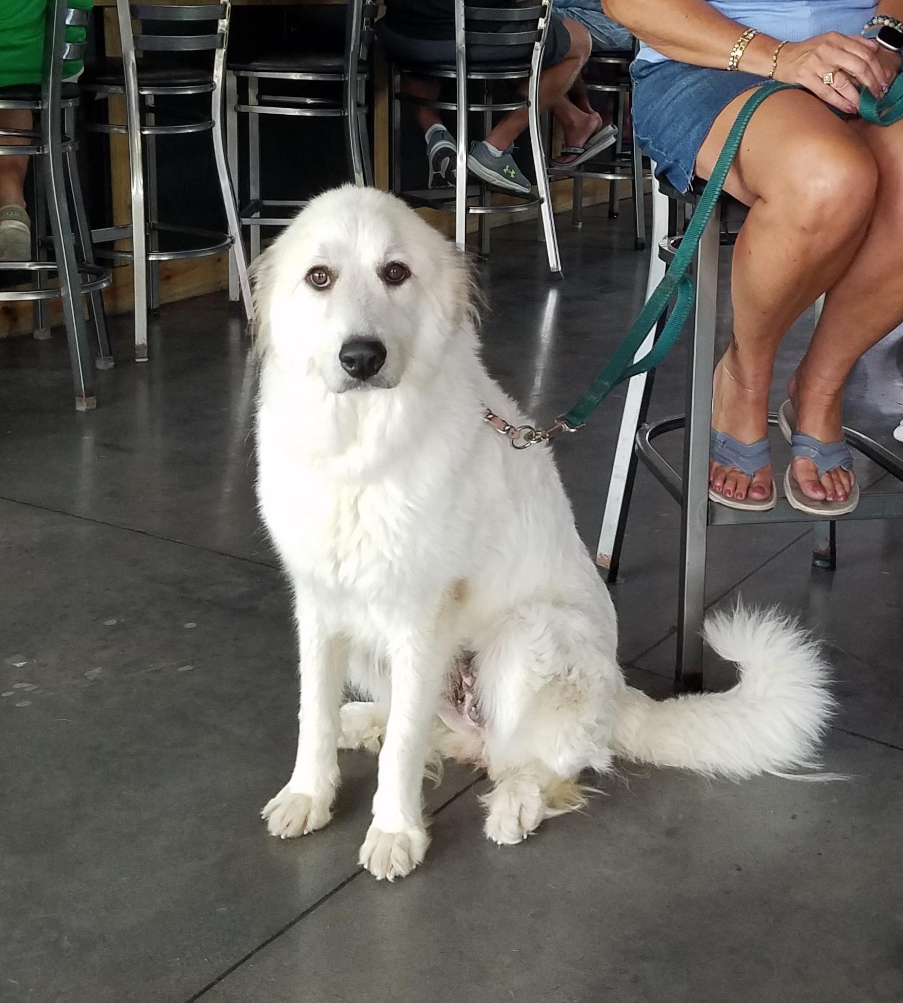 Enlarge Dakota, a Adoptable Great Pyrenees in Wilmington, NC image 2/3