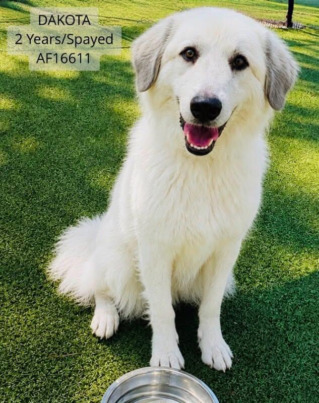 Enlarge Dakota, a Adoptable Great Pyrenees in Wilmington, NC image 1/3