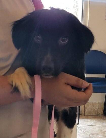 Enlarge Flint, a Adoptable mixed breed in Partlow, VA image 1/1