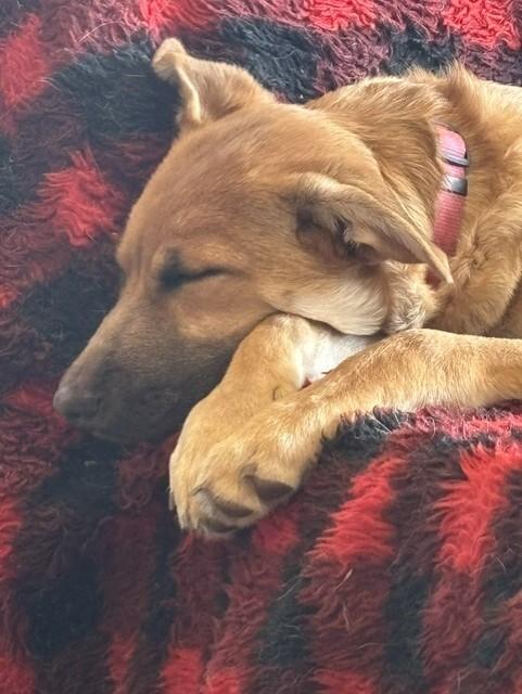 Enlarge Evie, a Adoptable mixed breed in Seattle, WA image 2/6