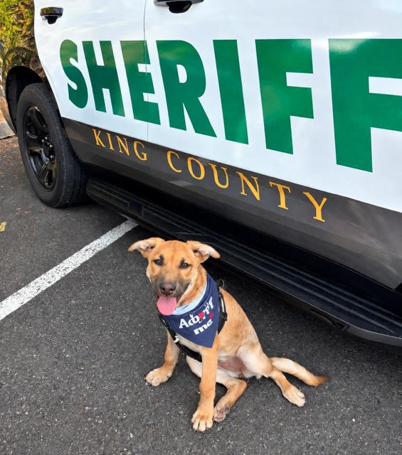 Evie, Adoptable, Young Female German Shepherd Dog.
