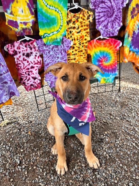Enlarge Evie, a Adoptable mixed breed in Seattle, WA image 2/6
