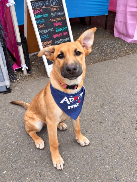Enlarge Evie, a Adoptable mixed breed in Seattle, WA image 4/6