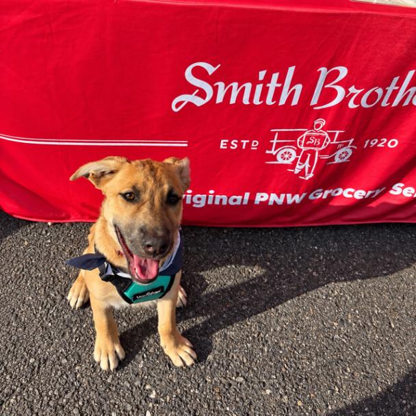 Enlarge Evie, a Adoptable mixed breed in Seattle, WA image 5/6