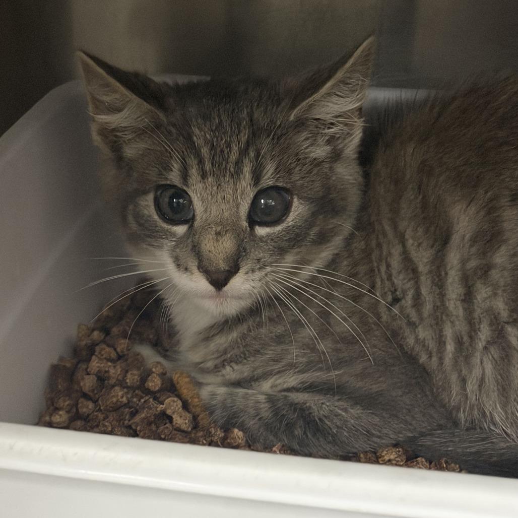 Smeagol, Adoptable, Kitten Male Domestic Short Hair.