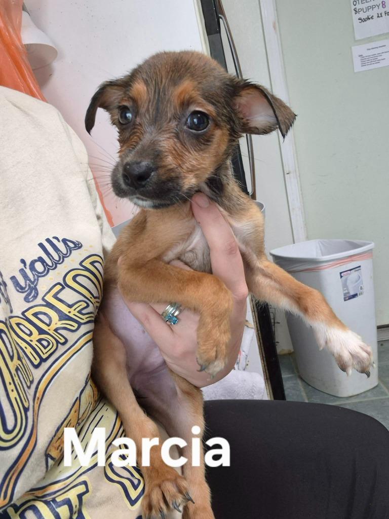 Marcia, Adoptable, Puppy Female Golden Retriever & Mixed Breed.