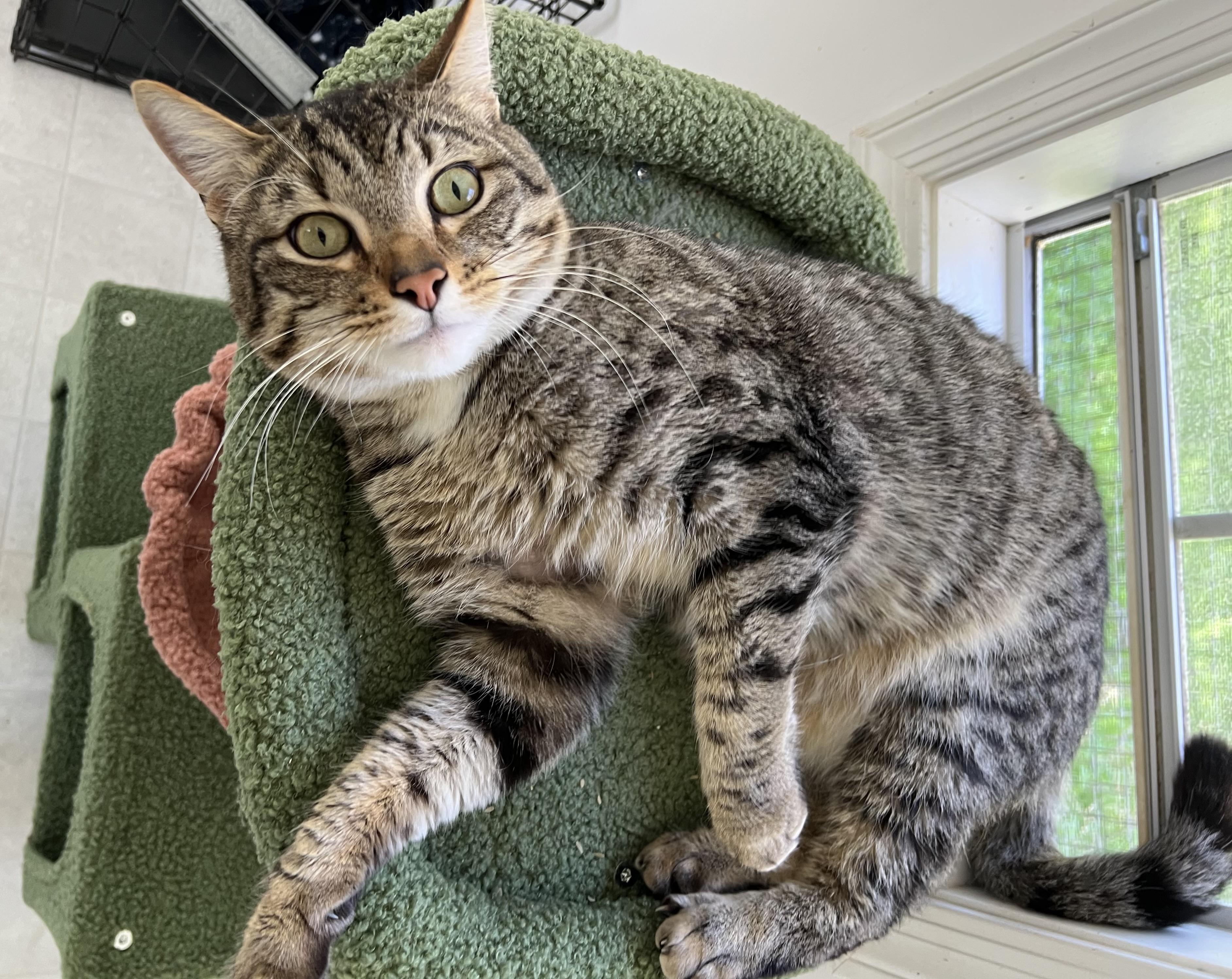 Enlarge Tonka, an adopted mixed breed in El Dorado Hills, CA image 3/4