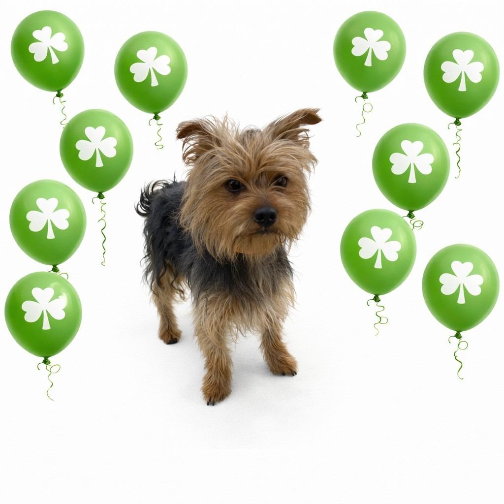 Enlarge Copper, a Adopted Yorkshire Terrier in Wauchula, FL image 1/1