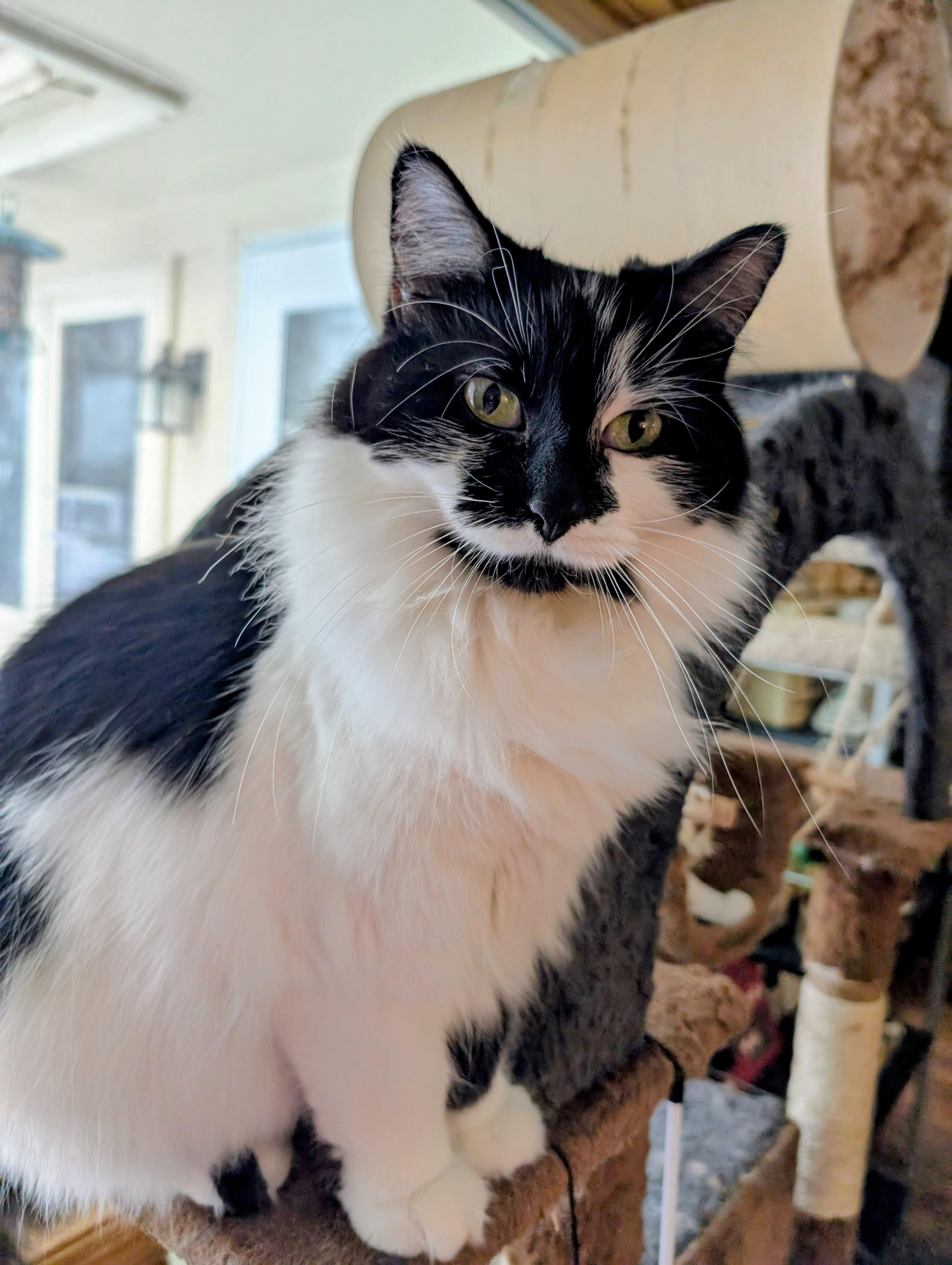 Venus, Adoptable, Adult Female Domestic Long Hair.