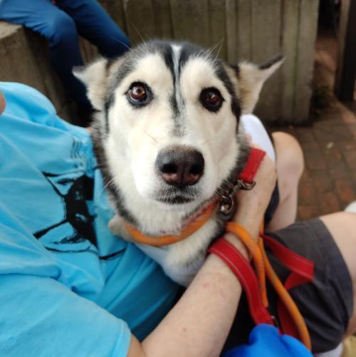 Dakota, Adopted, Adult Female Siberian Husky.