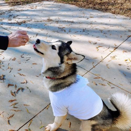 Enlarge Dakota, a Adopted mixed breed in Snow Camp, NC image 2/3