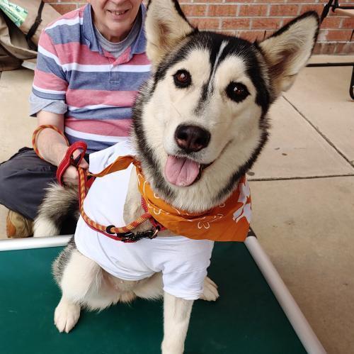 Enlarge Dakota, a Adopted mixed breed in Snow Camp, NC image 3/3