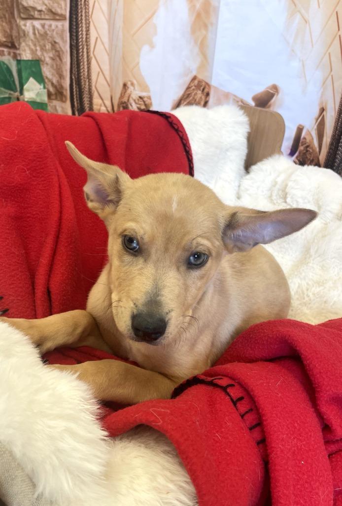 Soren, a Adoptable mixed breed in Belton, TX image 1/6