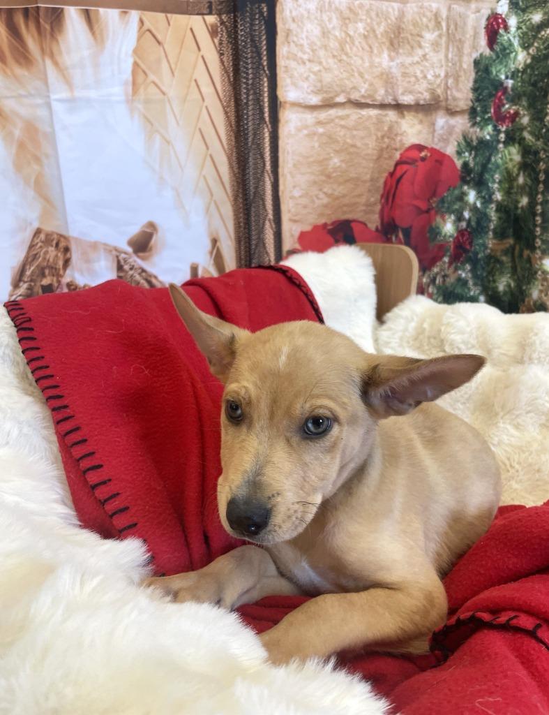 Soren, a Adoptable mixed breed in Belton, TX image 2/6