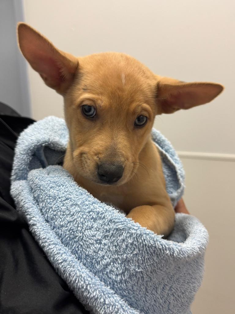 Enlarge Soren, a Adoptable mixed breed in Belton, TX image 1/6