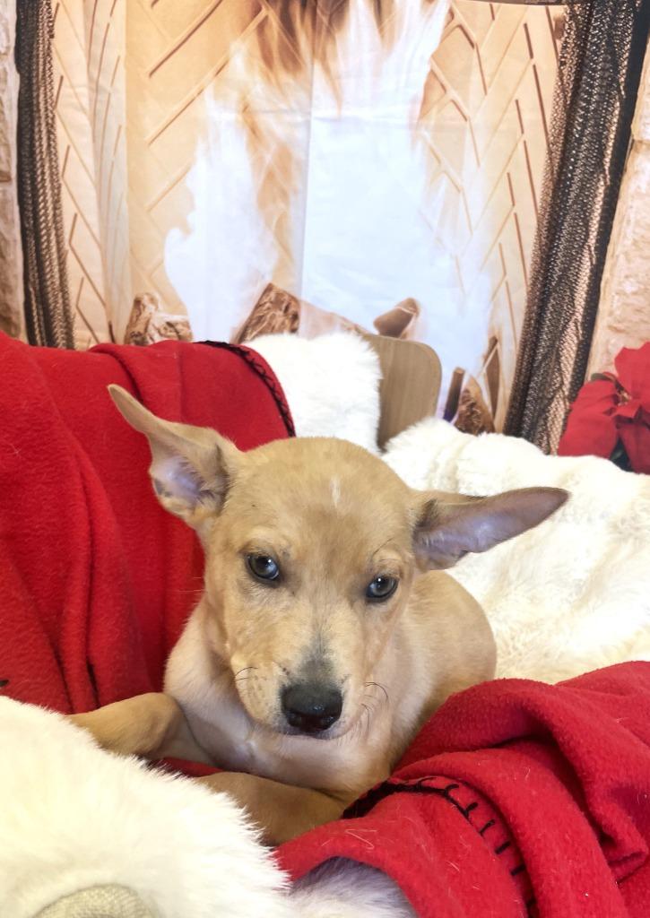 Soren, a Adoptable mixed breed in Belton, TX image 3/6