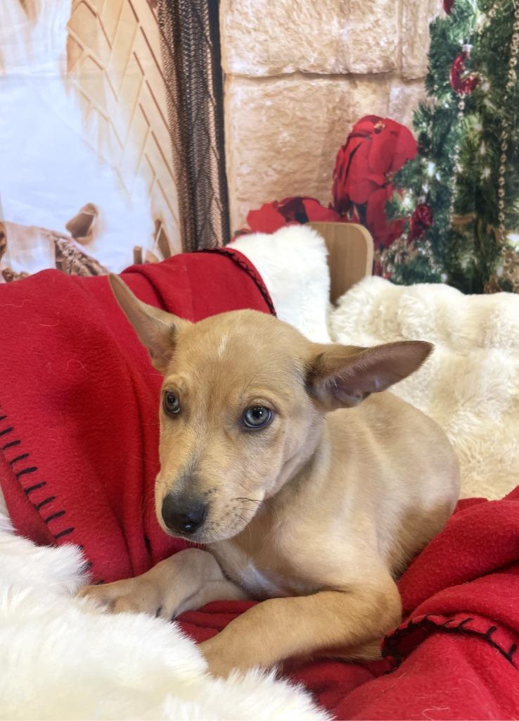 Soren, a Adoptable mixed breed in Belton, TX image 5/6