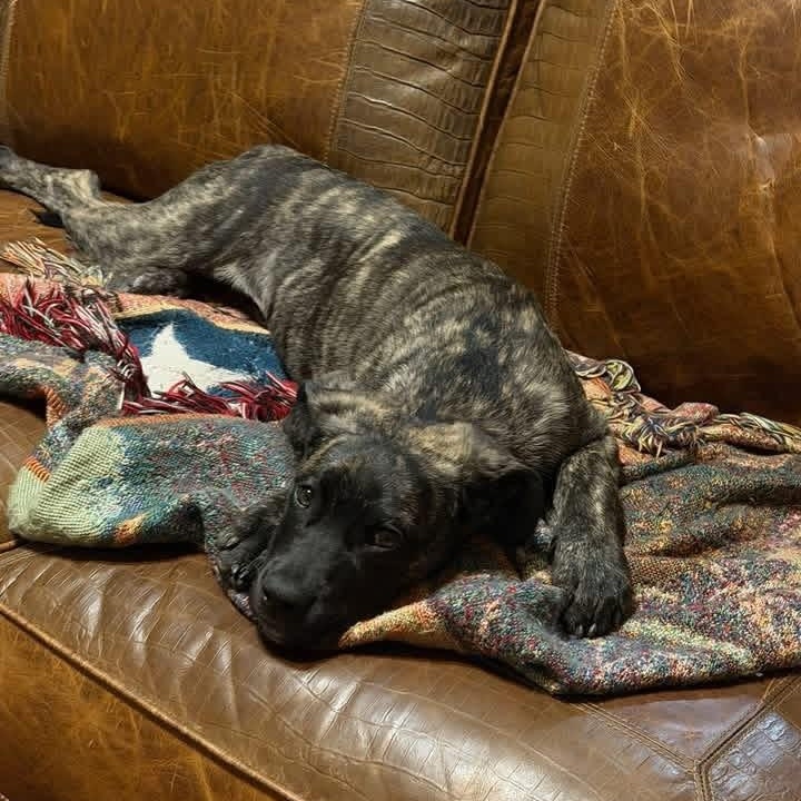 Enlarge Bridget, a ADOPTABLE mixed breed in Williston, VT image 5/6