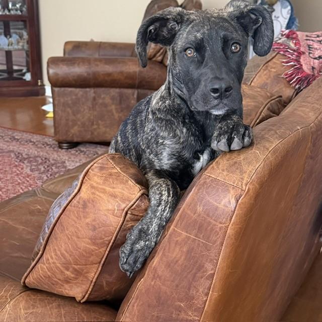 Bridget, ADOPTABLE, Puppy Female Labrador Retriever.