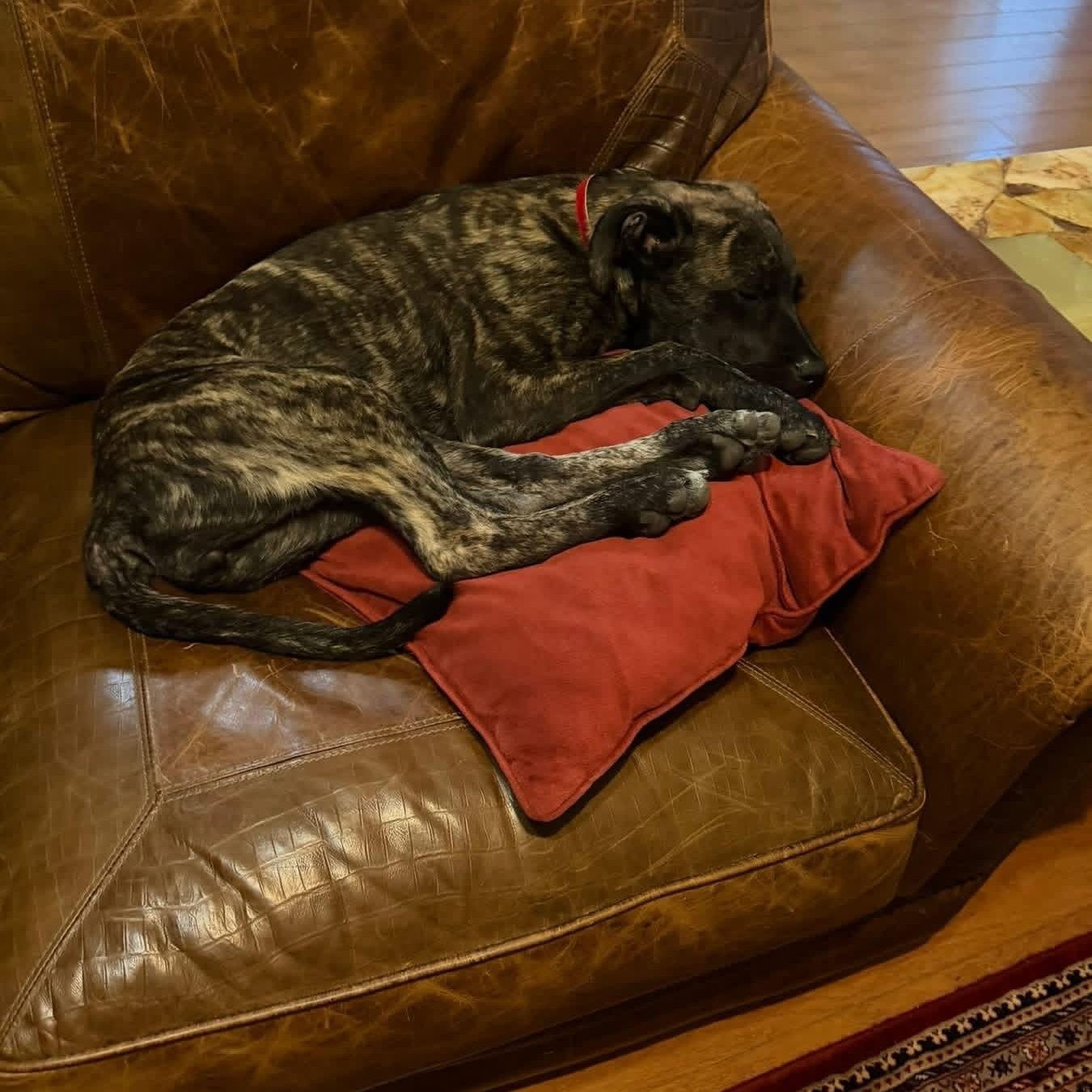 Enlarge Bridget, a ADOPTABLE mixed breed in Williston, VT image 4/6