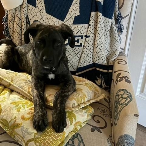Enlarge Bridget, a ADOPTABLE mixed breed in Williston, VT image 6/6