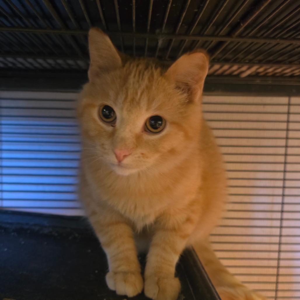Enlarge Turbo, a Adoptable Domestic Medium Hair in Hanna City, IL image 1/4