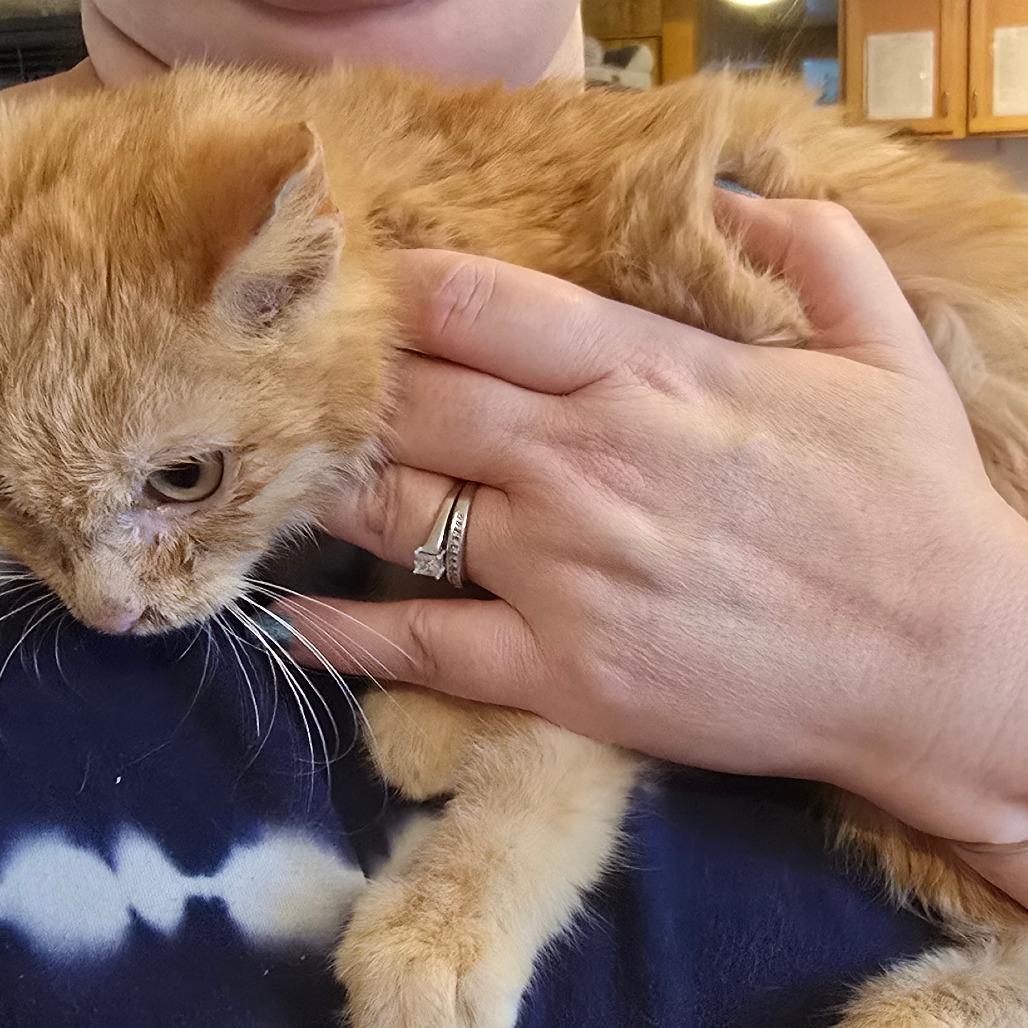 Enlarge Turbo, a Adoptable Domestic Medium Hair in Hanna City, IL image 2/4