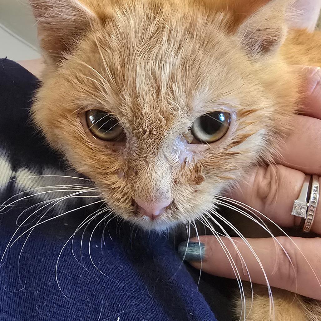 Enlarge Turbo, a Adoptable Domestic Medium Hair in Hanna City, IL image 3/4