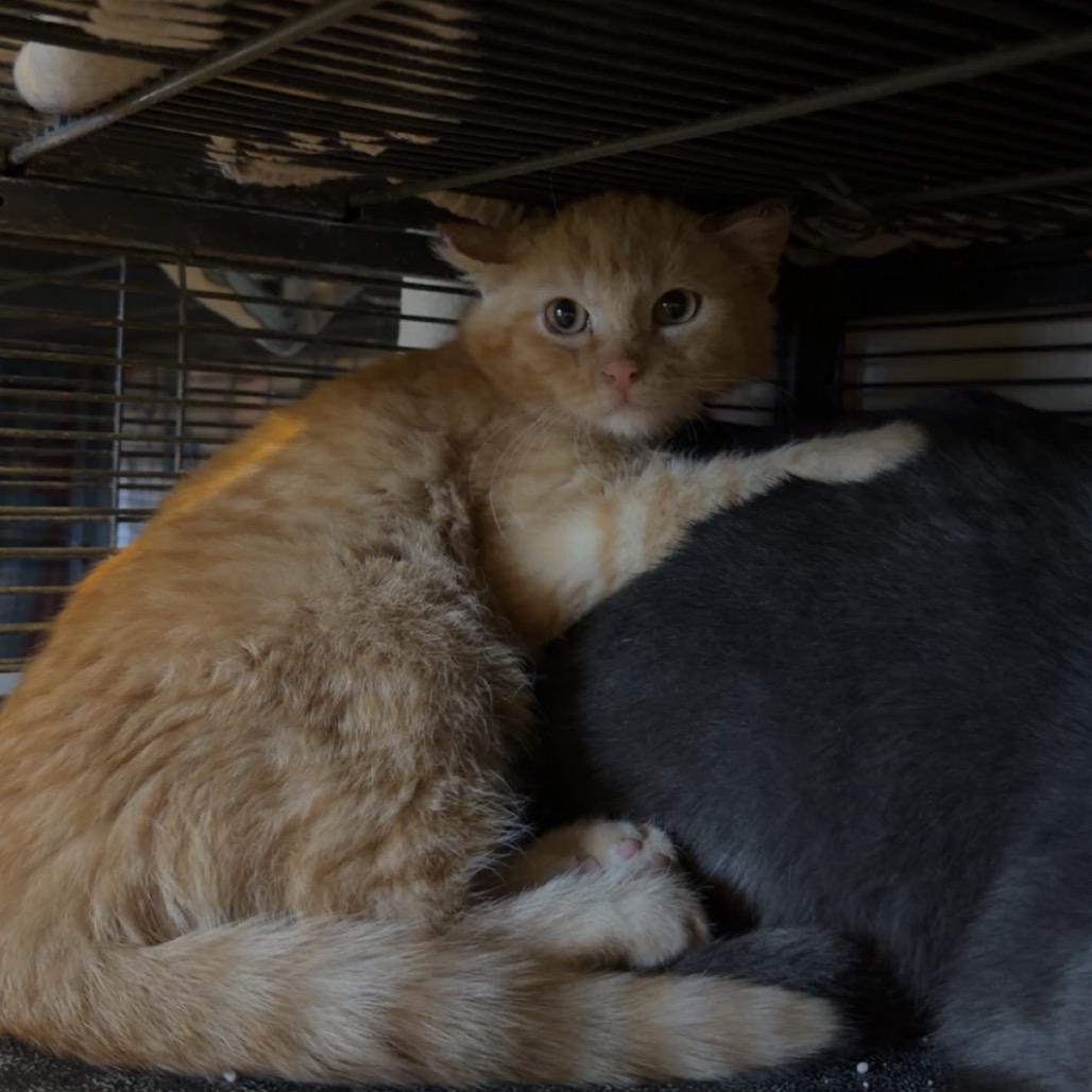 Enlarge Turbo, a Adoptable Domestic Medium Hair in Hanna City, IL image 4/4