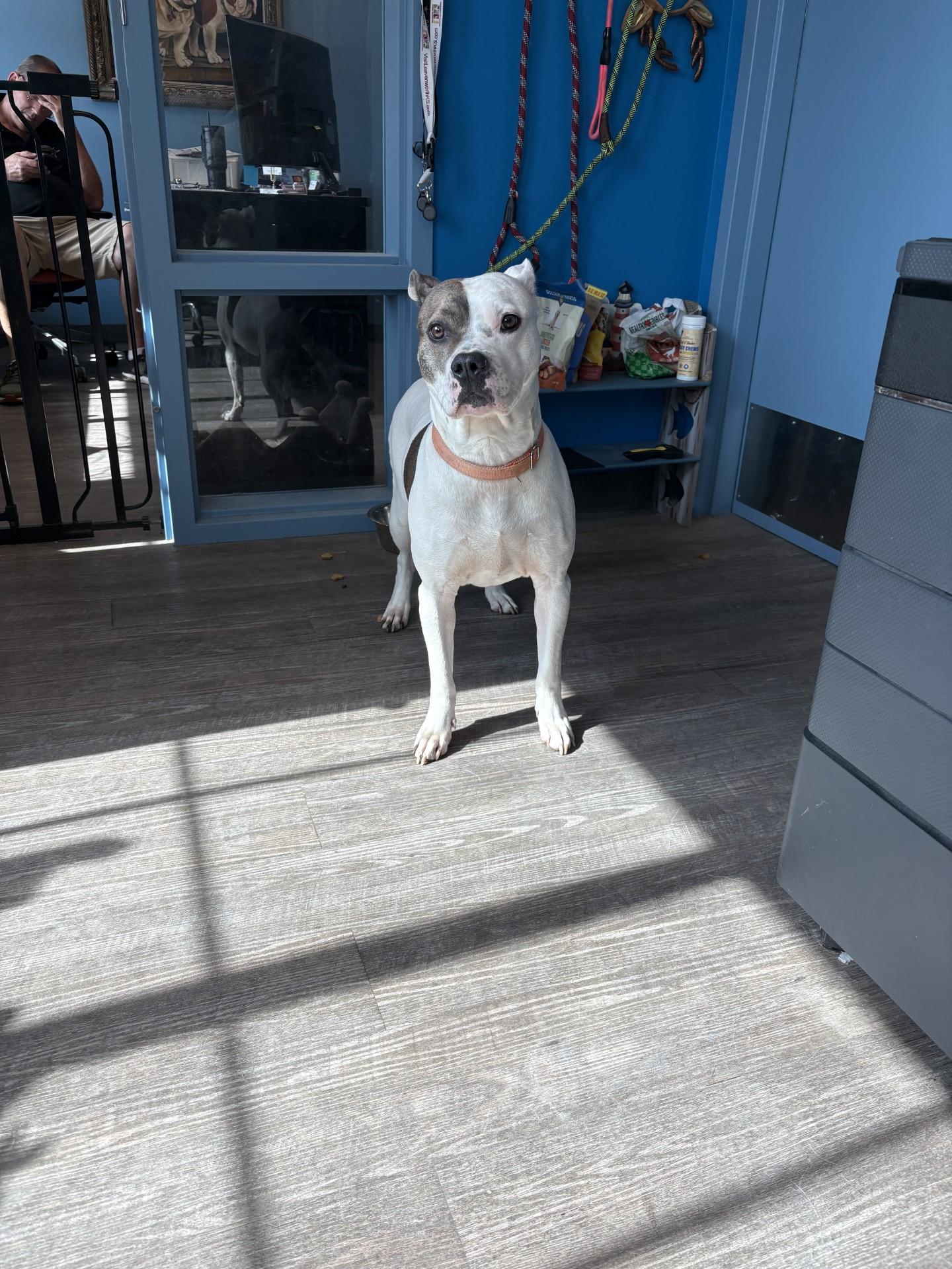 26-0295 "Alibi", ADOPTABLE, Adult Female Pit Bull Terrier.