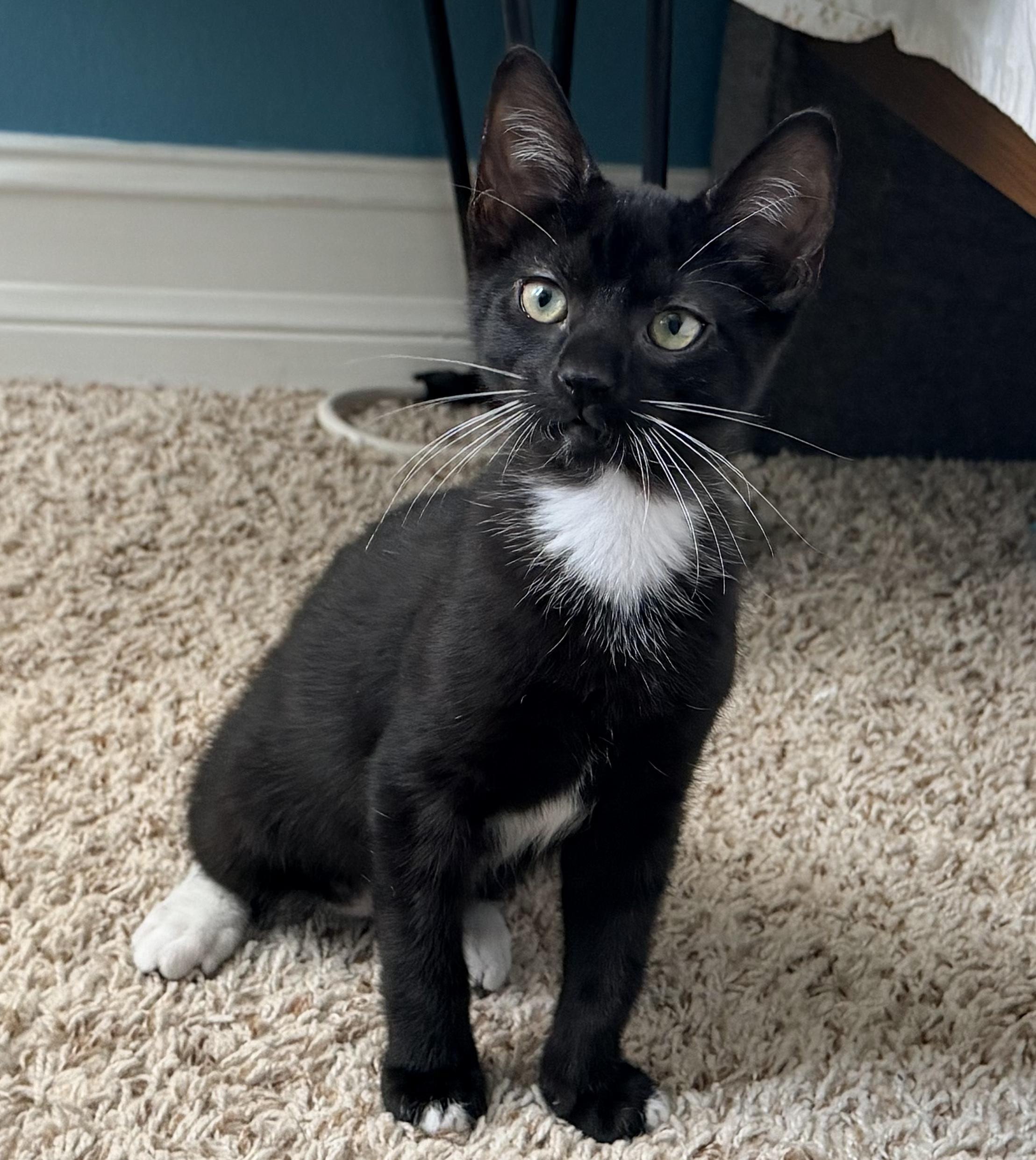 Enlarge Felix, a ADOPTABLE mixed breed in Melbourne, FL image 2/6