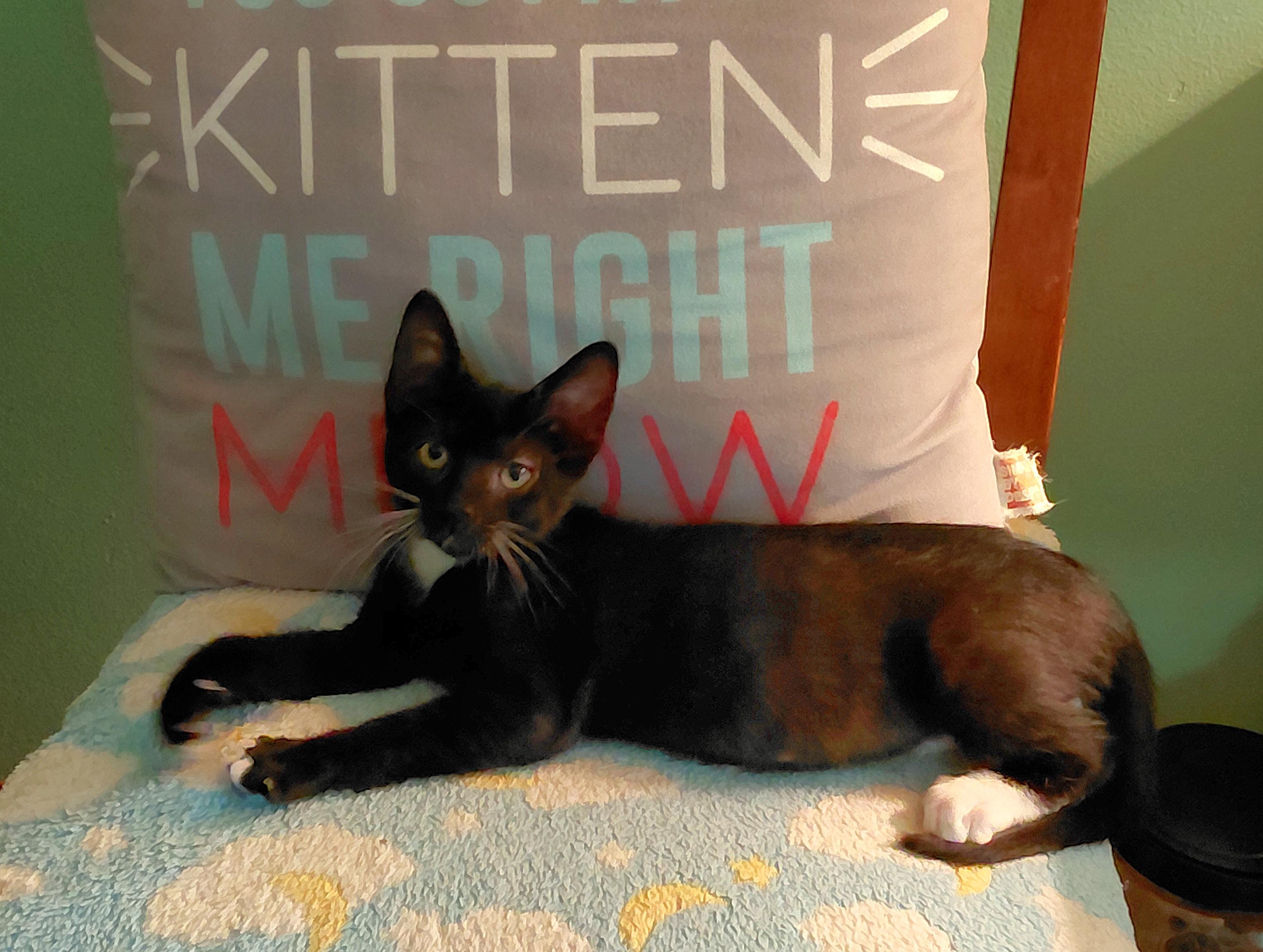 Enlarge Felix, a ADOPTABLE mixed breed in Melbourne, FL image 3/6